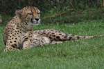 Gepard am 2.10.2010 in ...  Gilbert Angermann 17.01.2011