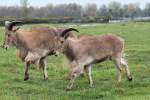 M�hnenspringer (Ammotragus lervia) im ...  Gilbert Angermann 18.01.2011