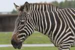 Damarazebras (Equus quagga burchelli) ...  Gilbert Angermann 18.01.2011