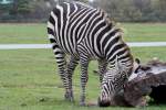 Damarazebras (Equus quagga burchelli) ...  Gilbert Angermann 18.01.2011