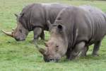 S�dliche Breitmaulnash�rner (Ceratotherium simum ...  Gilbert Angermann 18.01.2011