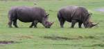 S�dliche Breitmaulnash�rner (Ceratotherium simum ...  Gilbert Angermann 18.01.2011