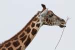Uganda-Giraffe oder auch Rothschildgiraffe ...  Gilbert Angermann 18.01.2011