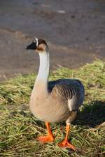 Portraitaufnahme einer Gans am 08.01.11 am Biedensand in Lampertheim.  ...