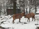 Westkaukasische Steinb�cke k�mpfen am ...  Robert Waldeck 21.01.2011