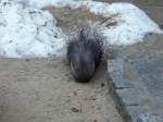 Wei�schwanz-Stachelschwein (Hystrix indica) am ...  Robert Waldeck 21.01.2011
