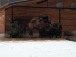Trampeltiere im Chemnitzer Tierpark ...  Robert Waldeck 21.01.2011
