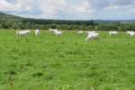 Charolais Rinder in der ...  Volker Hunsche 22.01.2011