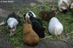 Meerschweinchen.    ...