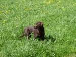 Labrador Retriever (4 Fotos)