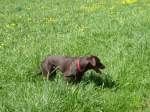Der Hund meiner Cousine ...  Daniel Oster 22.01.2011