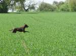 Der Hund meiner Cousine ...  Daniel Oster 22.01.2011