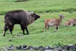 Himalaya-Tahr (Hemitragus jemlahicus) auf ...  Gilbert Angermann 24.01.2011