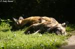 Schlafende afrikanische Wildhunde.  ...  Andy Hensel 30.10.2009