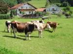 Einige K�he in Ottacker ...  Daniel Oster 24.01.2011