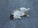 Ein Katze in Ottacker beim Welzen am 07.08.09  ...