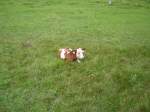 Ein s��es Braun Weiss Geflecktes Kalb am 23.08.09 im Allg�u ...