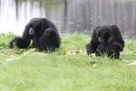 Siamang (Symphalangus) (2 Fotos)