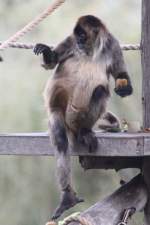 Geoffroy-Klammeraffe (Ateles geoffroyi) am ...  Gilbert Angermann 25.01.2011