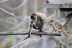 Geoffroy-Klammeraffe (Ateles geoffroyi) am ...  Gilbert Angermann 25.01.2011