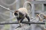 Geoffroy-Klammeraffe (Ateles geoffroyi) beim ...  Gilbert Angermann 25.01.2011