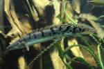 Zaire-Flp�sselhecht (Polypterus delhezi) am ...  Gilbert Angermann 25.01.2011