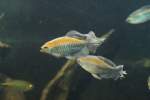 afrikanische-salmler-alestidae M�nnlicher Kongosalmler (Phenacogrammus interruptus) am 26.6.2010 im Leipziger Zoo.