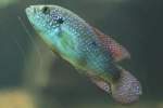 Buntbarsche Lifalilis Buntbarsch (Hemichromis lifalili) am 26.6.2010 im Leipziger Zoo.
