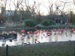 Einige Flamingos in Heidelberger ...  Daniel Oster 25.01.2011
