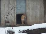 Die Angolal�win Kimba traute sich am 25.01.2011 zum ersten mal ...