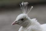 Wei�er Pfau (Pavo cristatus mut. alba) am 2.10.2010 in der ...