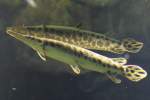 Gefleckter Knochenhecht (Lepisosteus oculatus) ...  Gilbert Angermann 27.01.2011
