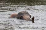 Elefant beim Schwimmen. African ...  Gilbert Angermann 27.01.2011