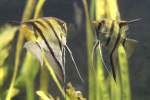 Buntbarsche Spiegelbild oder zwei Segelflosser oder Skalare (Pterophyllum scalare). Leipziger Zoo am 26.6.2010.
