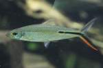 Keulensalmler (Hemiodontidae) (1 Fotos)