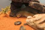 Leopardgecko (Eublepharis macularius) am 3.10.2010 im Bird Kingdom in Niagara ...