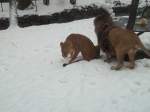 Malik und Kimba am 26.01.2011 im Chemnitzer Tierpark.  ...