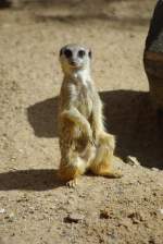 Das Erdm�nnchen (Suricata suricatta), ...  Jens Baumhauer 30.10.2009