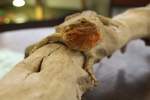 Streifenk�pfige Bartagame (Pogona vitticeps) ...  Gilbert Angermann 29.01.2011