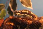 Rautenpython (Morelia spilota cheynei) ...  Gilbert Angermann 29.01.2011