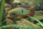 Buntbarsche Lifalilis Buntbarsch (Hemichromis lifalili) am 26.6.2010 im Leipziger Zoo.