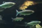 Afrikanische Salmler (Alestidae) (9 Fotos)