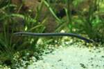 flosselaale-erpetoichthys Fl�sselaal (Erpetoichthys calabaricus) am 26.6.2010 im Leipziger Zoo.