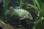 Buntbarsche Rothauben-Erdfresser (Geophagus steindachneri) am 26.6.2010 im Leipziger Zoo.


