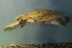 Chinesische Weichschildkr�te (Pelodiscus sinensis) ...  Gilbert Angermann 01.02.2011