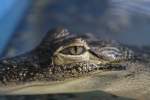 Blick eines Mississippi-Alligators (Alligator ...  Gilbert Angermann 01.02.2011