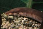Dreizehen-Aalmolch (Amphiuma tridactylum) am ...  Gilbert Angermann 01.02.2011