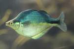 regenbogenfische Aquamarin-Regenbogenfisch (Melanotaenia lacustris) am 26.6.2010 im Leipziger Zoo.