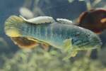 Schl�fergrundeln (Eleotridae) (1 Fotos)