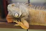 M�nnlicher Gr�ner Leguan (Iguana ...  Gilbert Angermann 02.02.2011